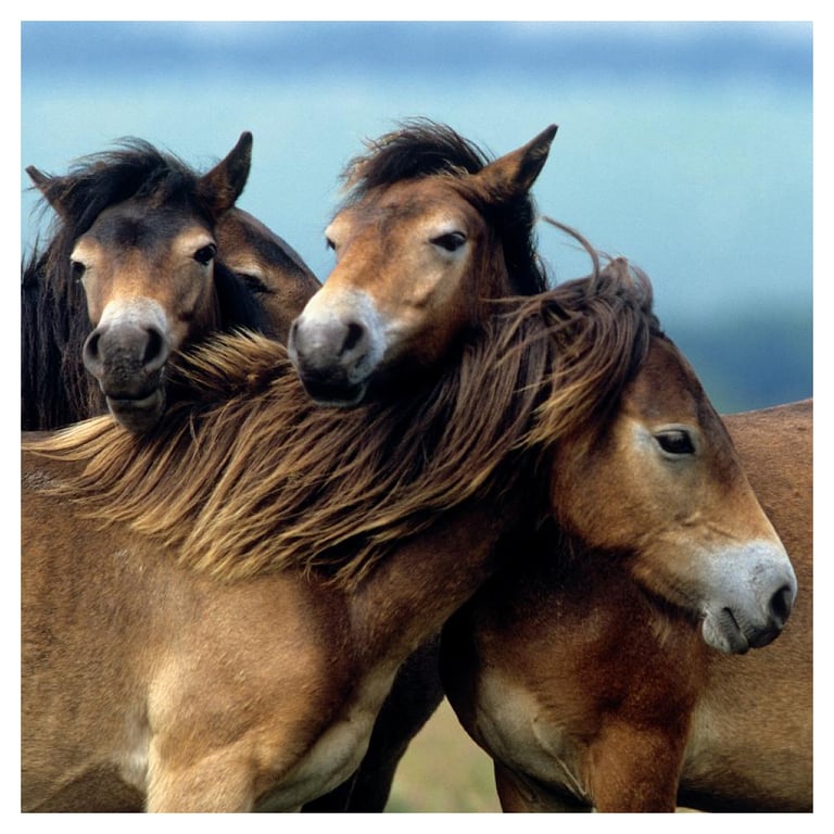 Puzzle 3 x 49 pièces : adorables poneys Ravensburger France - vue 5
