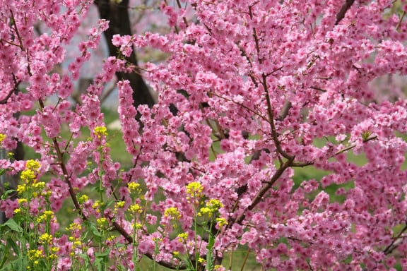 Fujifilm XF 55-200 mm F 3,5-4,8 R LM OIS MILC Nero