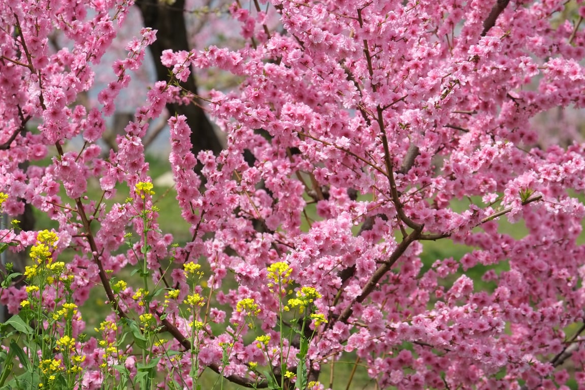 Objectif hybride Fujifilm XF 55 200mm f3.5 4.8 R LM OIS - vue 5