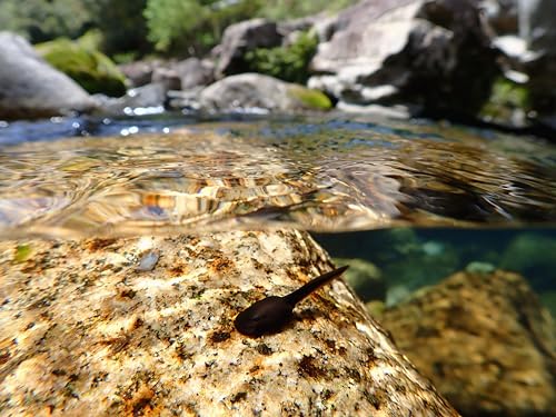 OM Digital Solutions Tough TG-7 1/2,33'' Fotocamera compatta 12,7 MP CMOS 4000 x 3000 pixel Nero