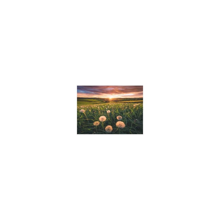 Puzzle 500 pièces : Pissenlits au crépuscule Ravensburger France - vue 7