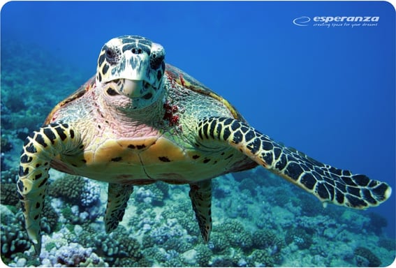 Esperanza EA133 tapis de souris Multicolore