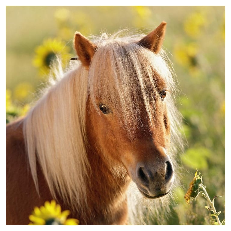 Puzzle 3 x 49 pièces : adorables poneys Ravensburger France - vue 6