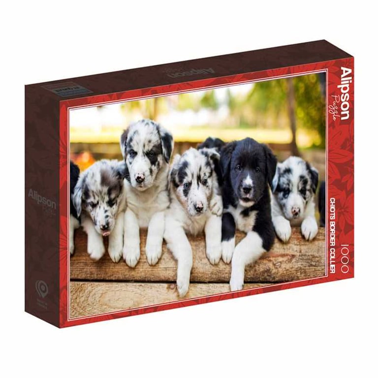 Alpina Puzzle 1000 pièces Alipson ALI50079 Chiots Border Collier 69 x 47,8 cm Boîte bordure