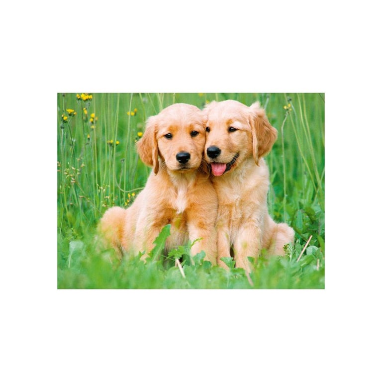 Puzzle 500 pièces Ravensburger Chiots Golden Retriever Bros Collection bébés animaux Noir - Neuf