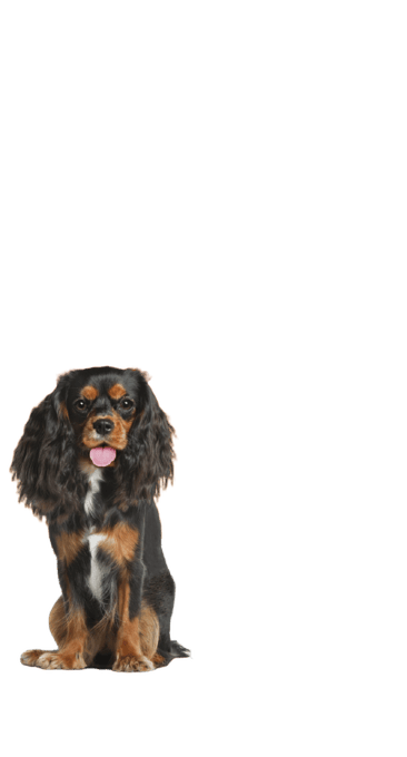 Simparica Trio Dog Flea Tick & Worm Treatment - 5.1 - 10kg, 1 Pack