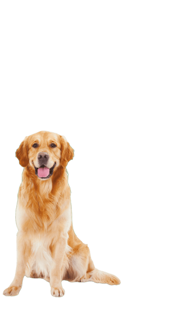 Simparica Trio Dog Flea Tick & Worm Treatment - 20.1 - 40kg, 1 Pack