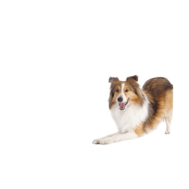 Vetplus Synoquin Efa Dog Joint Support Capsules - Medium Breed, 30 Pack