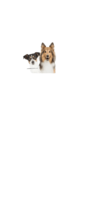 Trixie Dog Belly Band Replacement Pads - Large