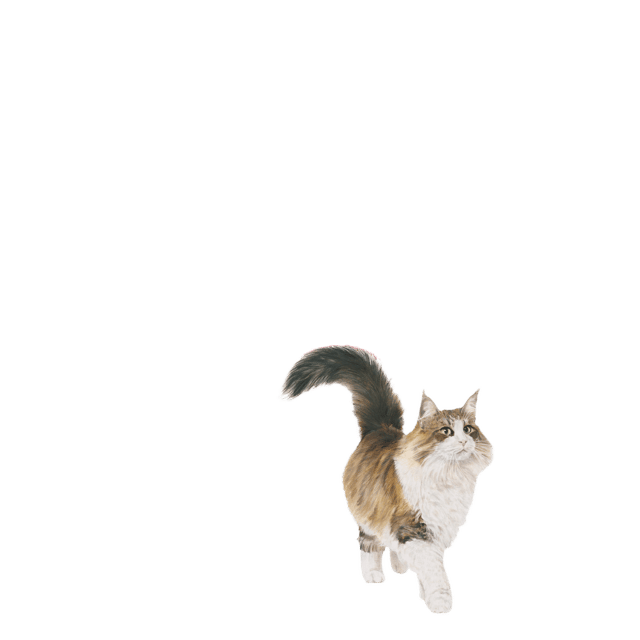 Royal Canin Instinctive Adult Loaf Wet Cat Food - 85g X 36