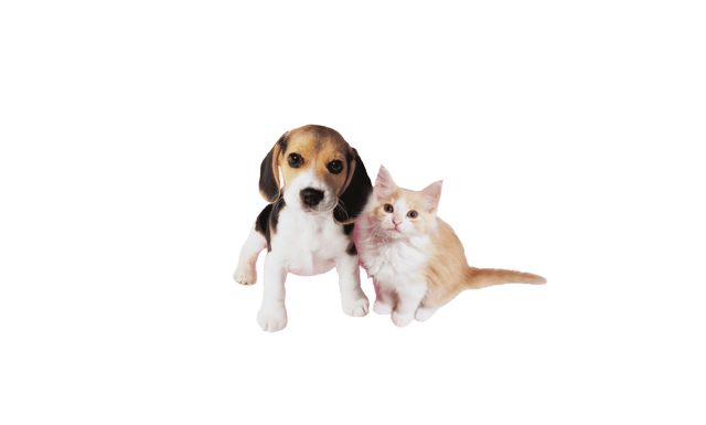 Revolution Spot-On Flea & Mite Treatment For Kittens & Puppies - 3 Pack