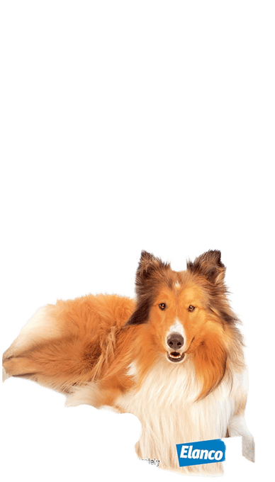 Milbemax Worming Tablets For Dogs - Over 5kg - 2 Pack