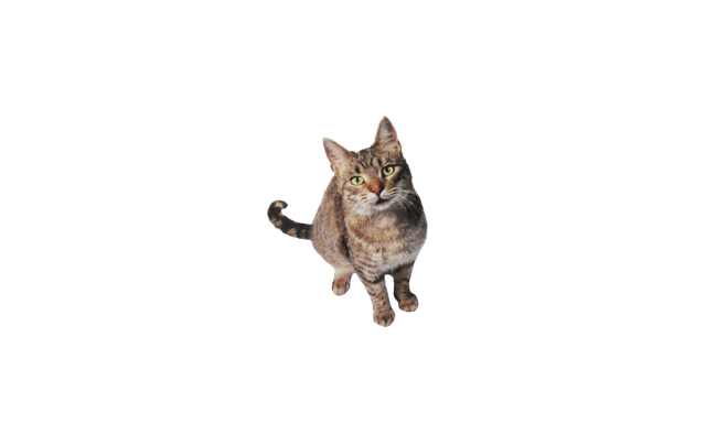 Revolution Spot-On Flea Treatment For Cats - 6 Pack