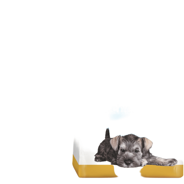 Royal Canin Miniature Schnauzer Puppy Dry Food
