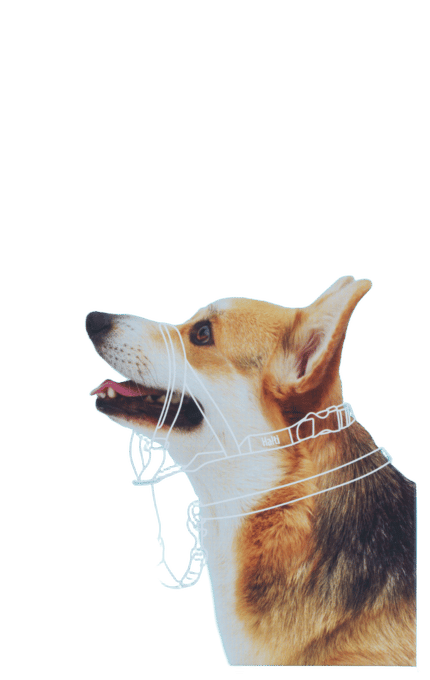 Halti Dog Head Collar Black - Size 1