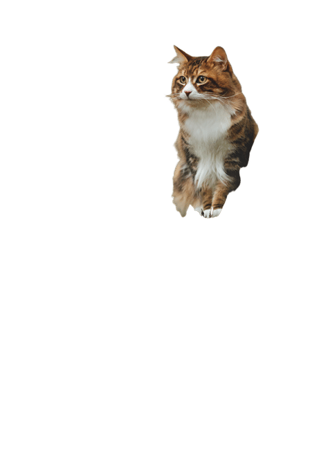 Orijen Regional Red Dry Cat Food