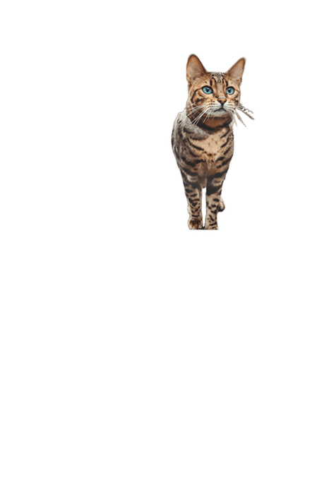 Orijen Six Fish Dry Cat Food - 10.8kg (2 X 5.4kg Bags)