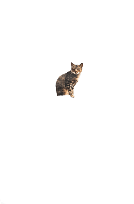Acana Highest Protein Pacifica Dry Cat Food - 3.6kg (2 X 1.8kg Bags)