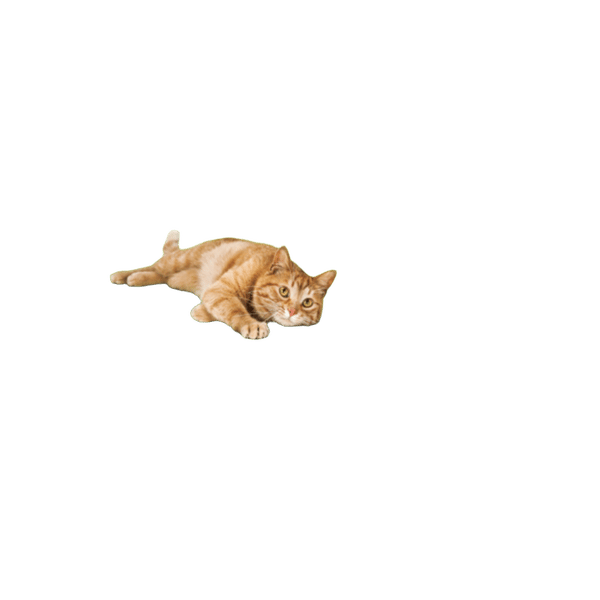 Drontal All Wormer For Cats Under 4kg - Single