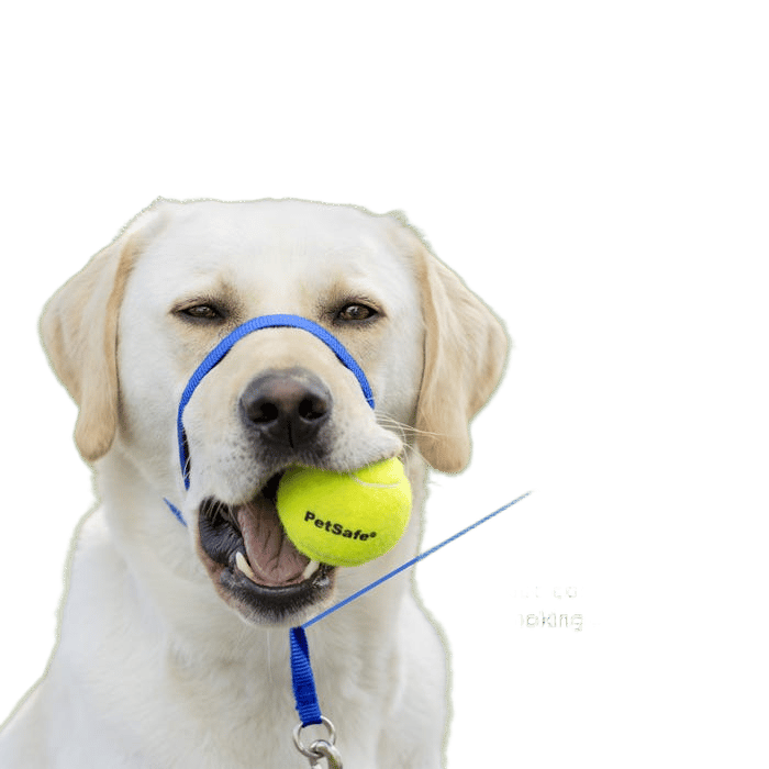 Easy Walk Black Head Collar For Large Dogs