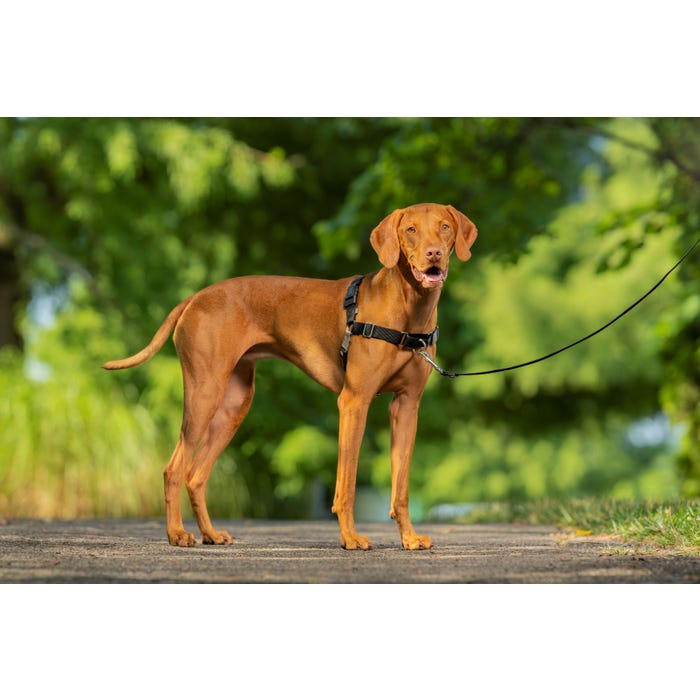 Easy Walk Black Training Harness For Medium Dogs