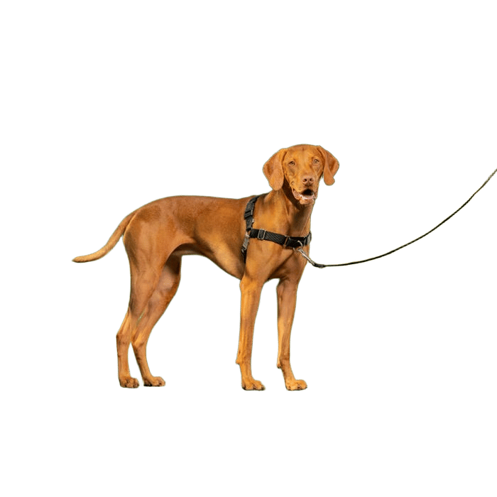 Easy Walk Black Training Harness For Medium Dogs
