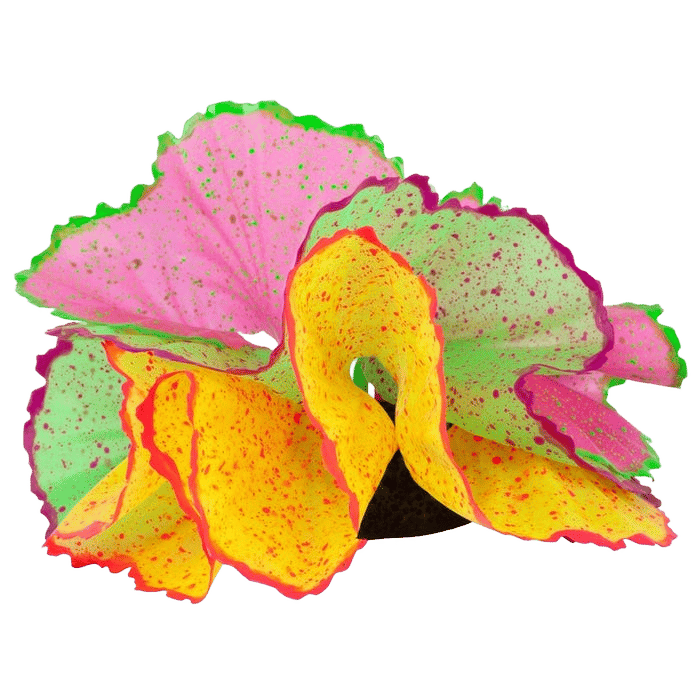 Kazoo Silicone Plant Sea Lettuce With Air Assorted Medium