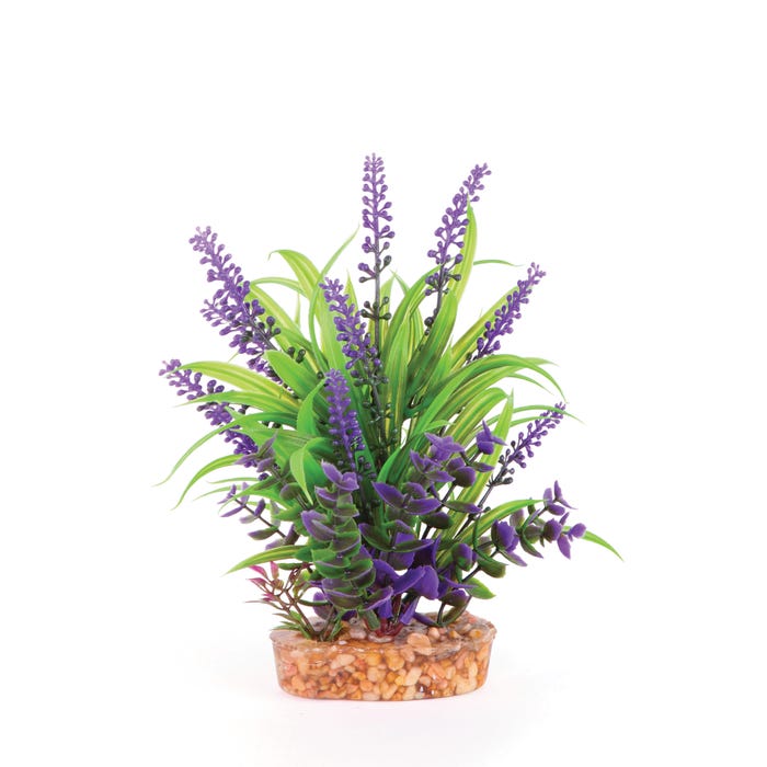 Kazoo Plant Thin Leaf With Purple Flower Medium