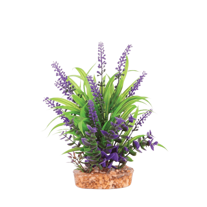 Kazoo Plant Thin Leaf With Purple Flower Medium