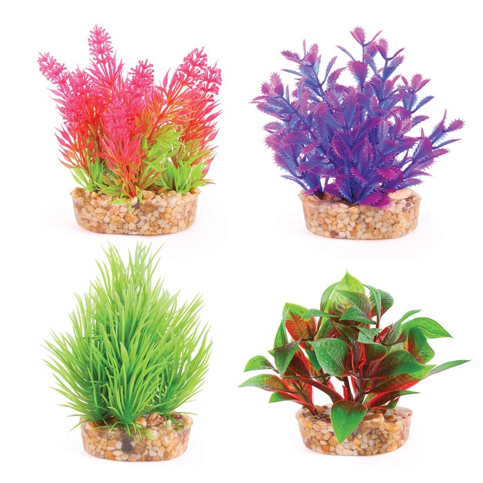 Kazoo Mini Plants Assorted Mini