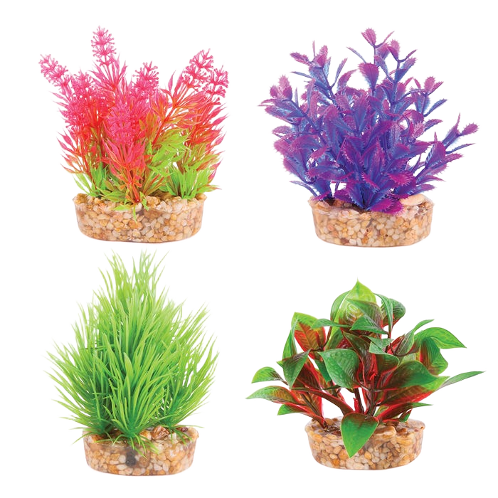 Kazoo Mini Plants Assorted Mini