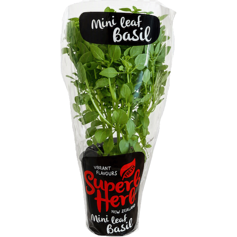 Potted Basil