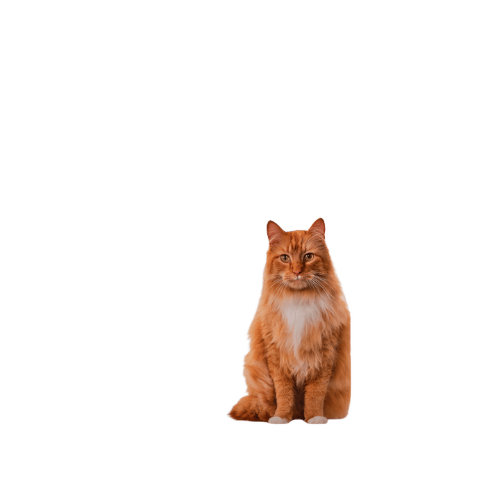 Probalance Senior Chicken Cat Food 2kg