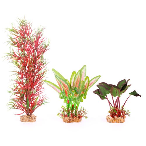 Kazoo Silk Fern Multipack