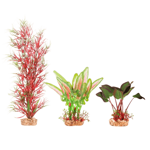 Kazoo Silk Fern Multipack