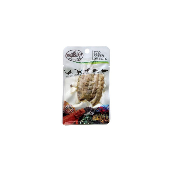 Pro Bugs Silkworm 5pk