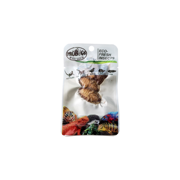 Pro Bugs Dubai Cockroach 5pk