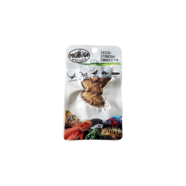 Pro Bugs Dubai Cockroach 5pk