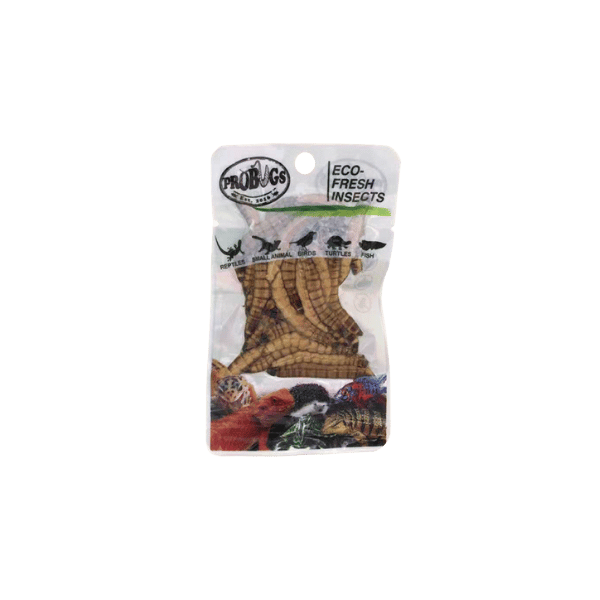 Pro Bugs Superworm 20g