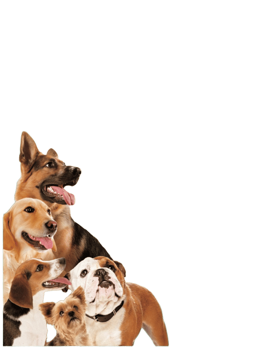 Inaba Churu Chicken Recipe Dog Treats