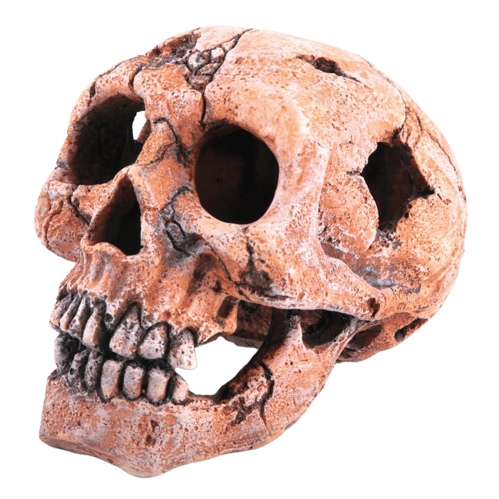 Kazoo Skull Medium