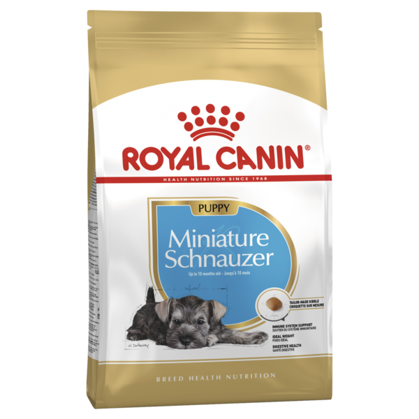 Miniature Schnauzer Puppy
