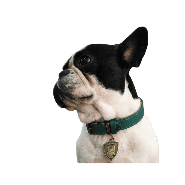 Boston Coloured Leather Collar
