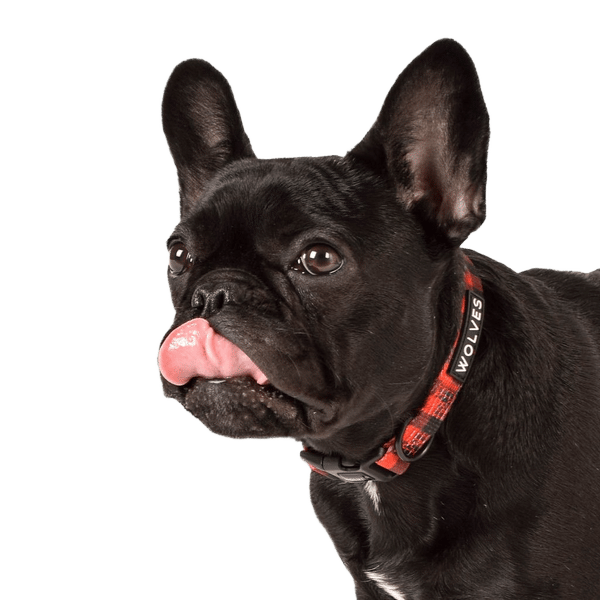 Buffalo Dog Collar