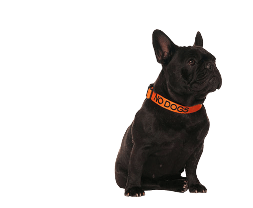 No Dogs Clip Collar