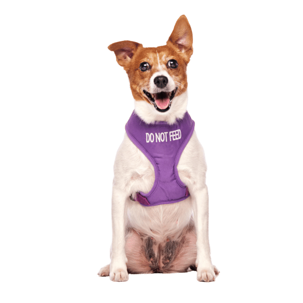 Do Not Feed Dog Vest Harness