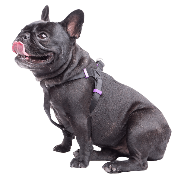Touchdog Harness