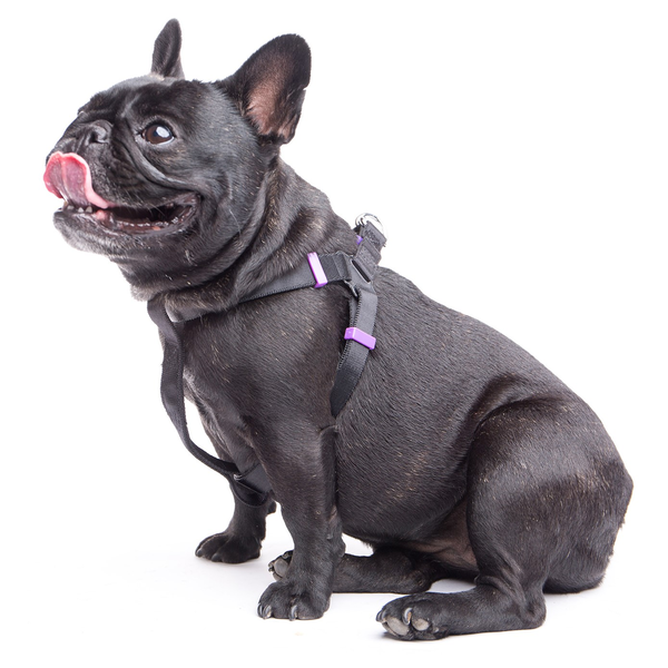 Harness And Lead Set