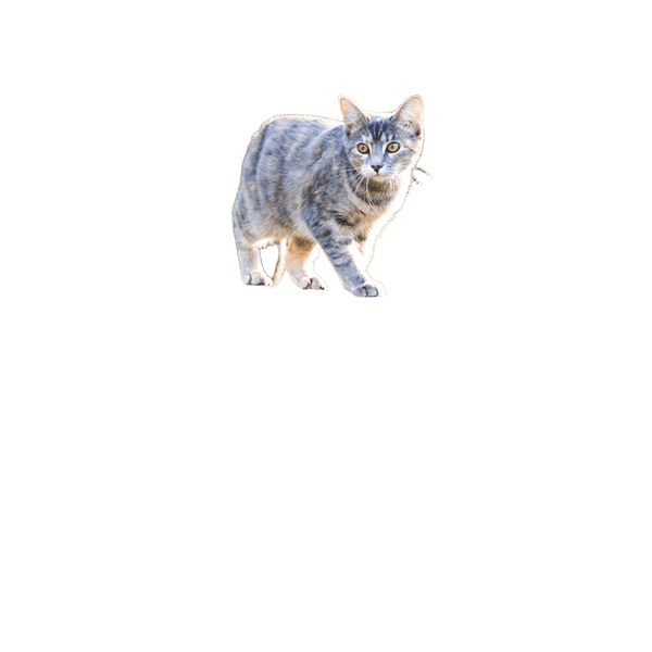Orijen Original Cat