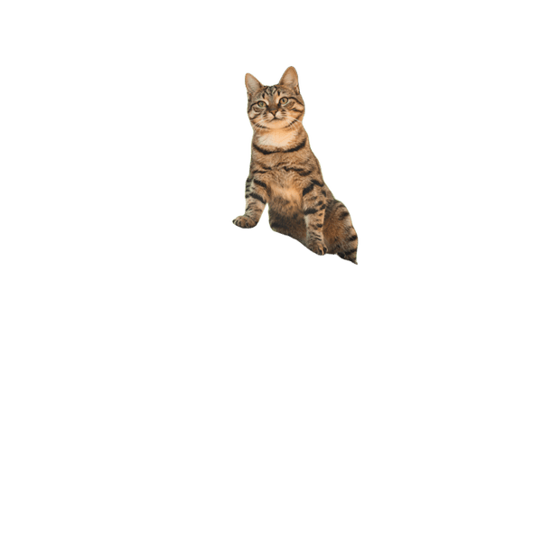 Orijen Guardian 8 Formula Dry Cat Food